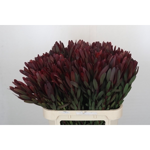 Leucadendron Saf Sunset Dark Red