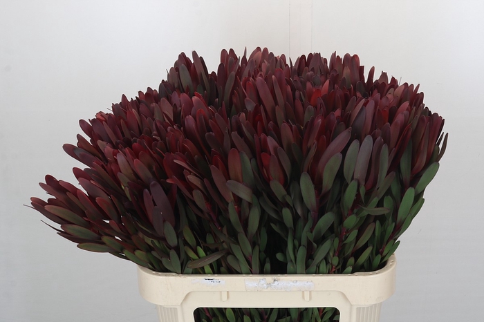 <h4>Leucadendron Saf Sunset Dark Red</h4>