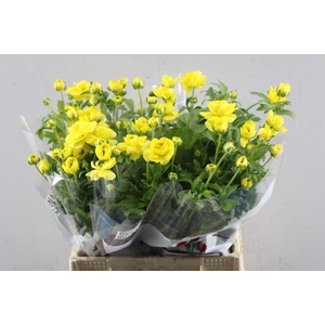 Ran Butterfl Phytalo