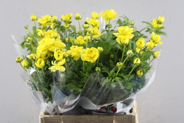 <h4>Ran Butterfl Phytalo</h4>