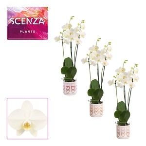 Phalaenopsis 3 tak 18+ wit in Estelle (Craft world-collection)