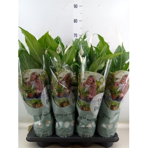 Spathiphyllum  'Sweet Chico'