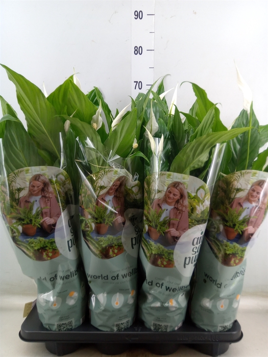 <h4>Spathiphyllum  'Sweet Chico'</h4>
