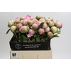Paeonia Dinner Plate