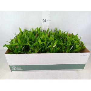 Dracaena sand. 'Lucky Bamboo' ..pyr