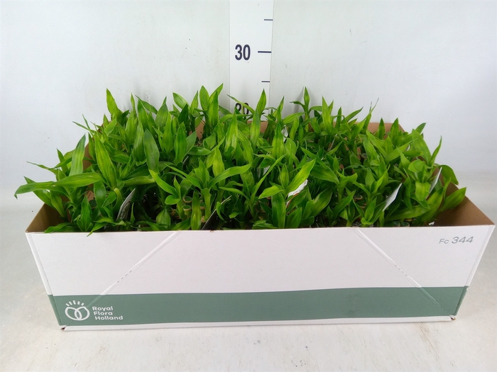 <h4>Dracaena sand. 'Lucky Bamboo' ..pyr</h4>
