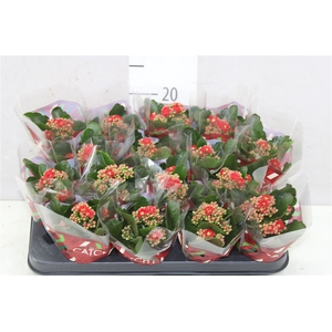 Kalanchoe Calandiva Rood