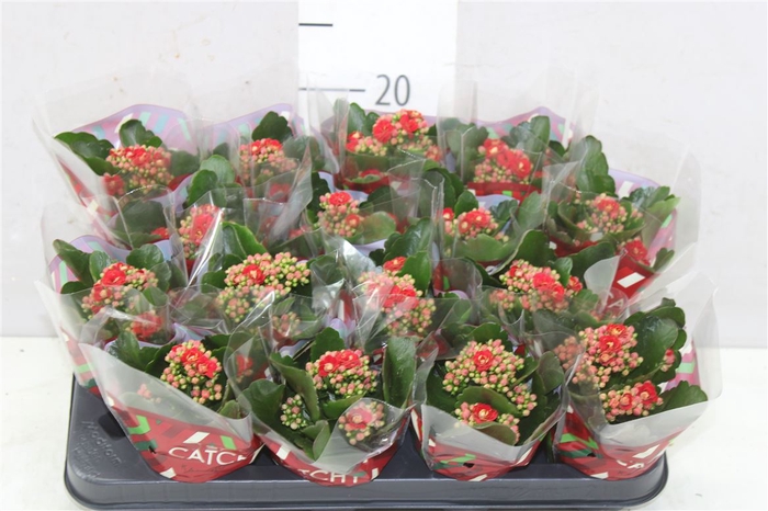 <h4>Kalanchoe Calandiva Rood</h4>