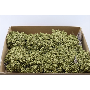 Schinus M Pt Olijf Groen Bunch