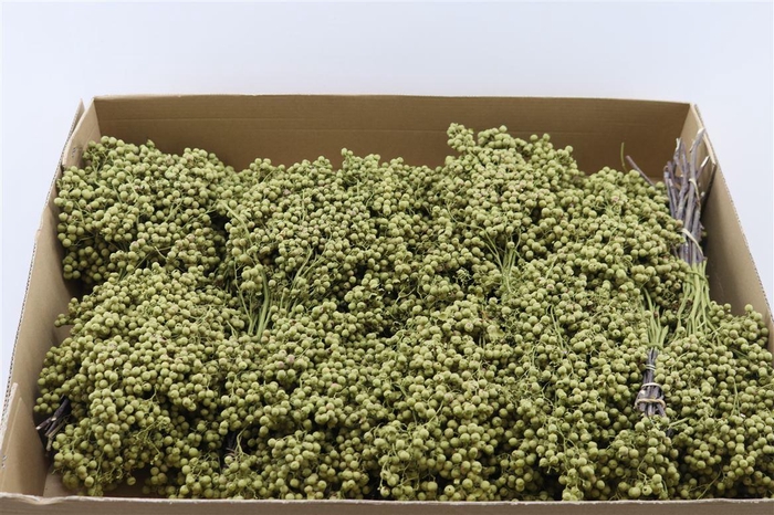 <h4>Schinus M Pt Olijf Groen Bunch</h4>