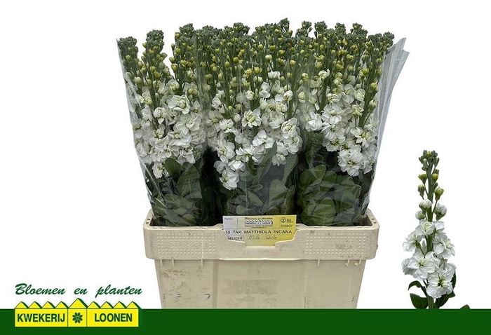 <h4>MATTH MILLA WHITE</h4>