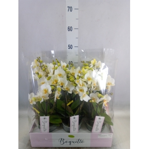 Phalaenopsis multi.   ...white