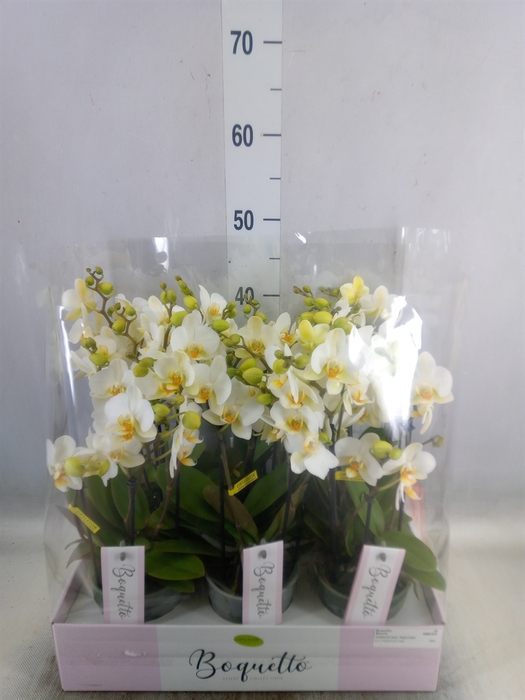 <h4>Phalaenopsis multi.   ...white</h4>