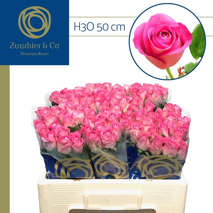 <h4>R GR H3O 50</h4>