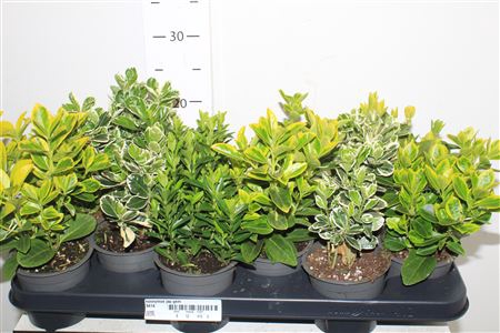 <h4>Euonymus Jap Gem</h4>