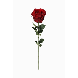 Ro Pres Stem 50cm Red