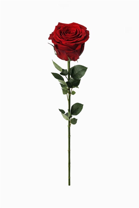 <h4>Ro Pres Stem 50cm Red</h4>