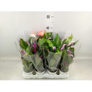 Anthurium   ...mix