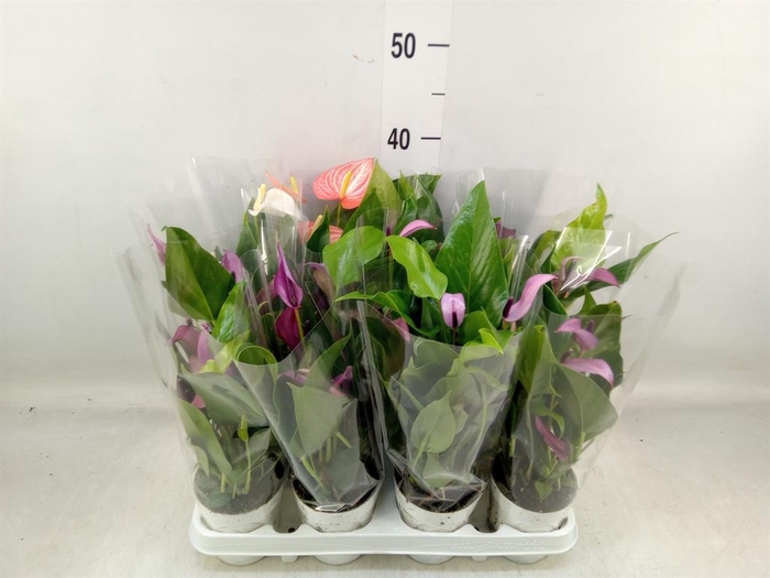 <h4>Anthurium   ...mix</h4>