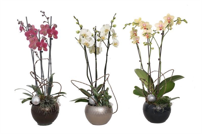 <h4>Lisa p14 bolpot symmetric mix Phal mix 3T18+</h4>