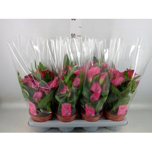 Zantedeschia  'Zazu'