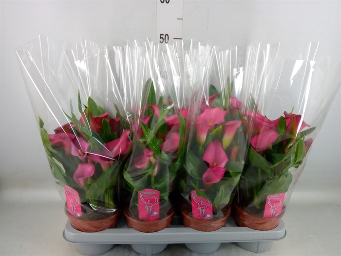 <h4>Zantedeschia  'Zazu'</h4>