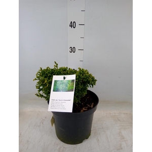 Chamaecyparis pis. 'Spaan's Cann'