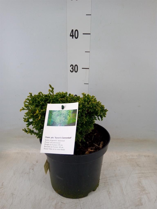 <h4>Chamaecyparis pis. 'Spaan's Cann'</h4>