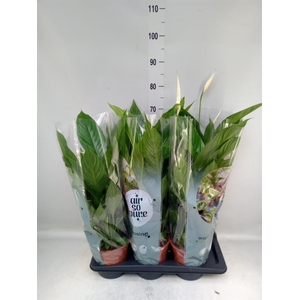 Spathiphyllum  'Vivaldi'