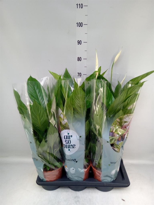 <h4>Spathiphyllum  'Vivaldi'</h4>
