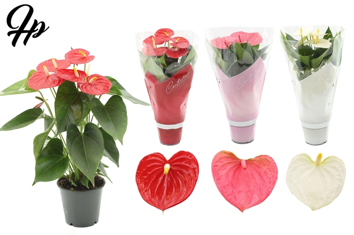 <h4>Anthurium 12 cm - 3 color mix in Couture sleeve</h4>