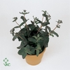Sedum telep. 'Purple Emperor'