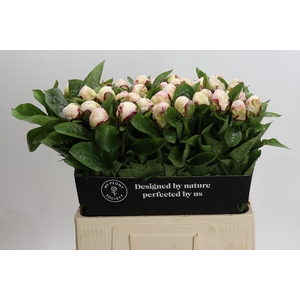 Paeonia Ivory Escort