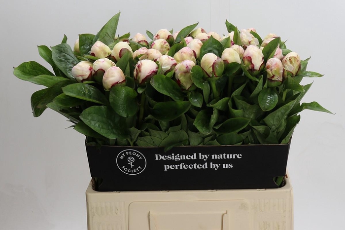 Paeonia Ivory Escort