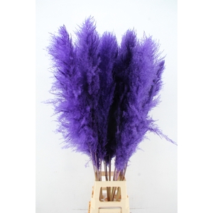 DF Pampas 130cm Dark Lilac
