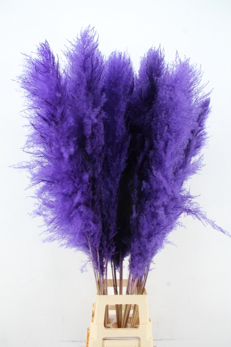 <h4>DF Pampas 130cm Dark Lilac</h4>