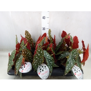 Begonia maculata