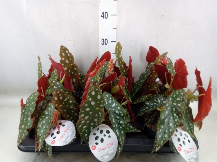 <h4>Begonia maculata</h4>