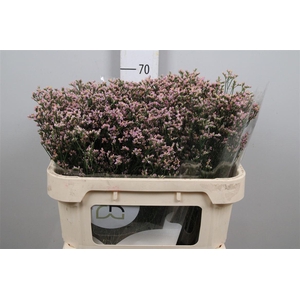 Lim Sin Blush Diamond