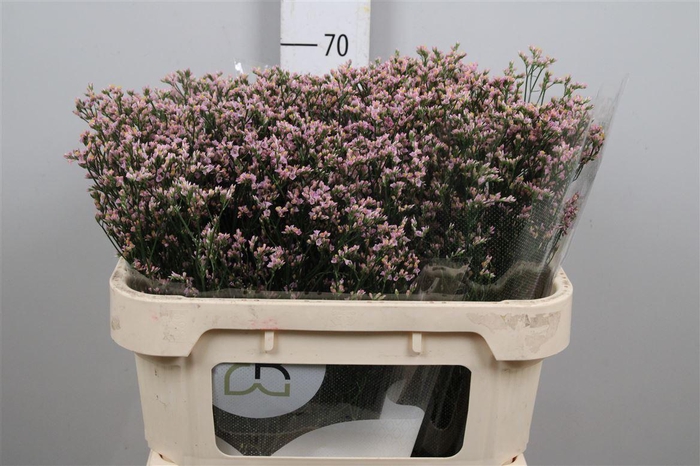 <h4>Lim Sin Blush Diamond</h4>