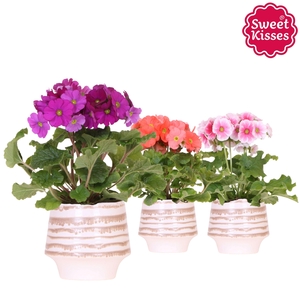 Primula Obconica Sweet Kisses mix in Moonstone pot white