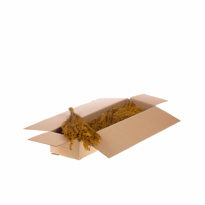 <h4>Solidago Plant Sb Yellow</h4>