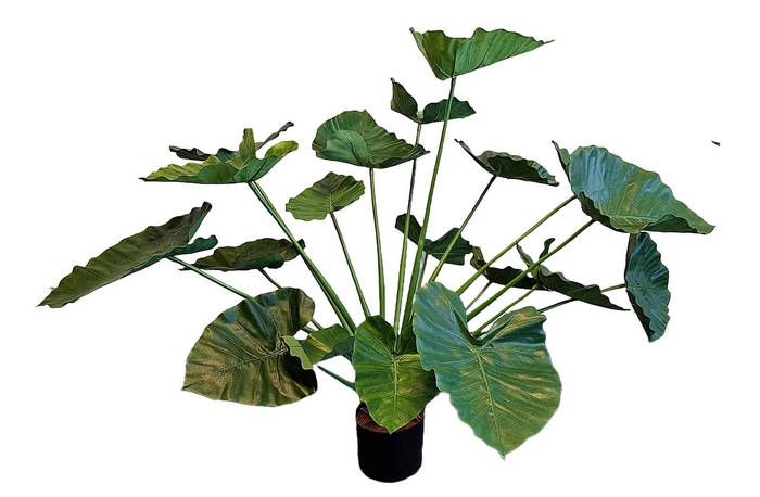 <h4>Alocasia Calidora Pot PP550041GRN</h4>
