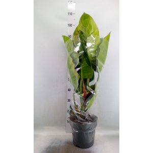 Philodendron  'Imperial Green'