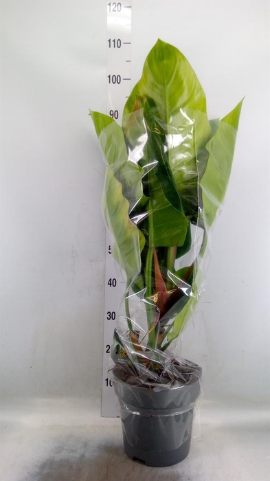<h4>Philodendron  'Imperial Green'</h4>
