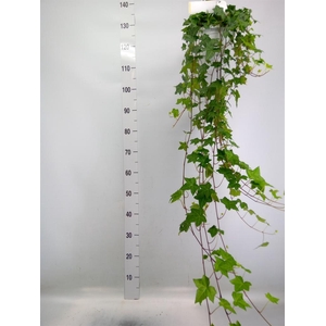 Hedera helix 'Pittsburgh'