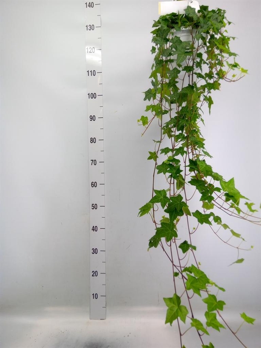 <h4>Hedera helix 'Pittsburgh'</h4>