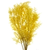 Pres Ruscus Soft Bleached Yellow Per Stem