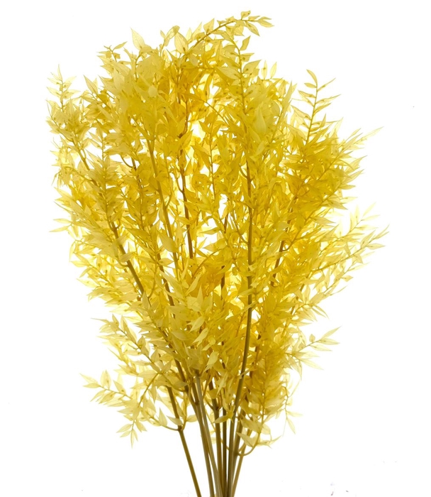 Pres Ruscus Soft Bleached Yellow Per Stem