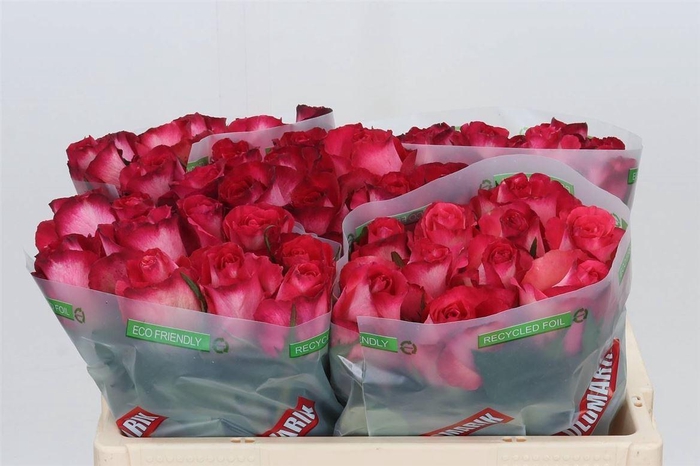 <h4>Rosa Nicoletta</h4>